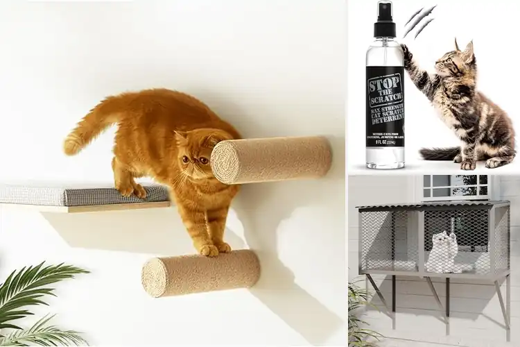 Detailed view of Best Cat Safe Havens